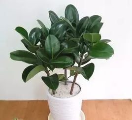 3. 橡胶树：生机勃勃的旺宅之选