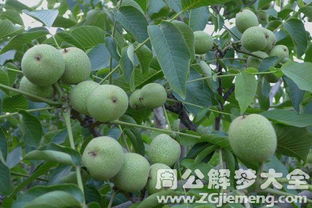 女人梦见树被砍了是什么征兆？预示着什么不好的事情发生？