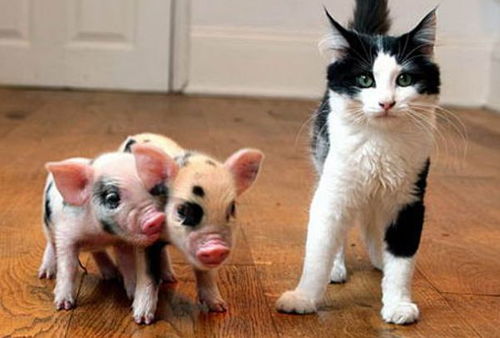 猪：睡后收入与积极进取