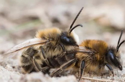 店铺周围苍蝇成群，这样的环境会影响风水吗？