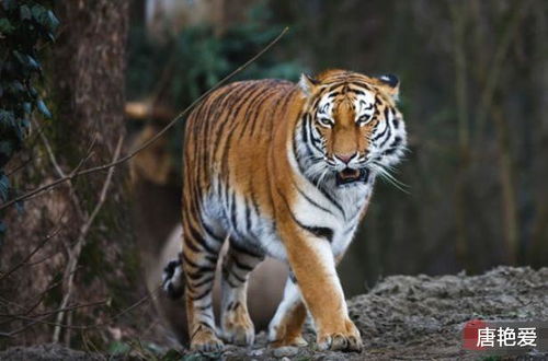 2021年属虎人的运势如何？全年运势详解包括哪些方面？