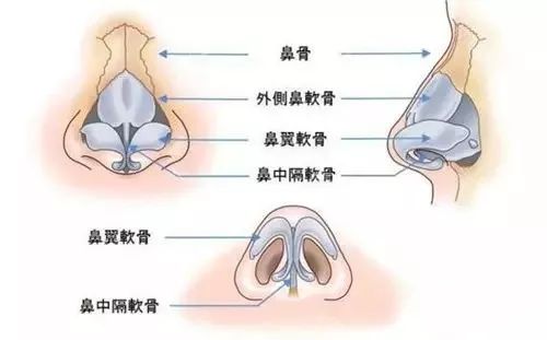3.3 鼻翼饱满及孔口姿态对财务管理能力之暗示