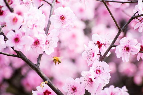 六、 实例解析：从“赵·桃·华”到“刘-梅-春”到底谁梗旺？