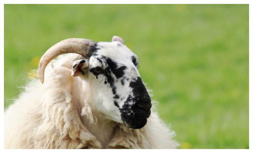 牛羊改写为，问句不超过50字：牛羊搭配日子，是否适宜？