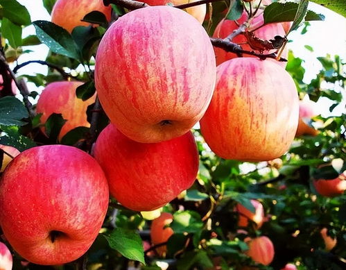 1.1 民间信仰中的借运与避凶：一种复杂的社会心理