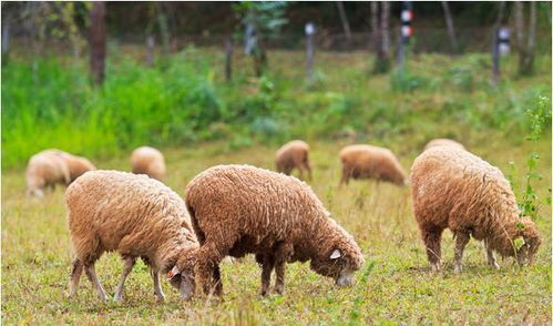 未羊年是什么生肖？羊的前一年属什么生肖呢？
