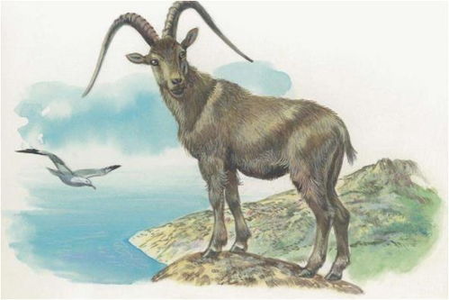 1982年属羊男性晚年运势如何？与1967年属羊男性运势相比有何不同？