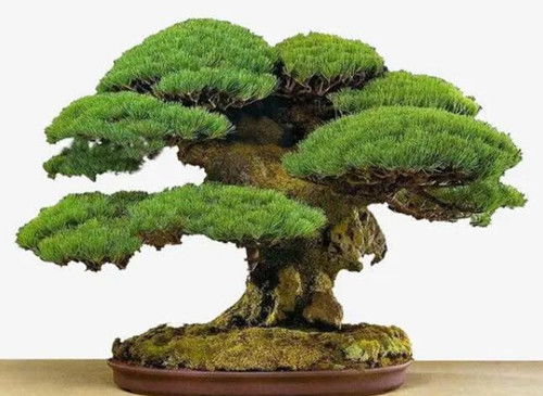 阳台种植松柏木，对风水有正面影响吗？