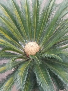 四、 地域差异对开花周期的作用于解析