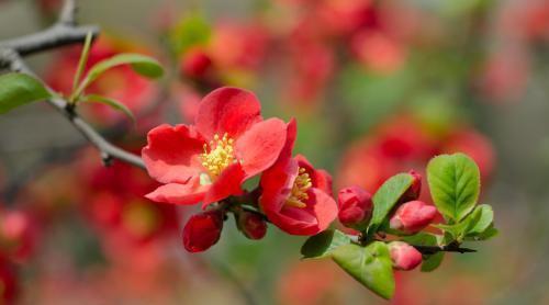 1.2 金水旺相对异性缘之影响