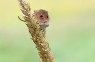 2026年属鼠人将面临哪些劫难，需要注意些什么？