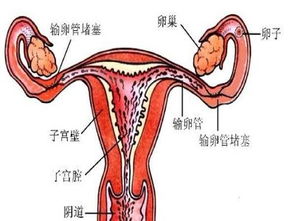 次次的折磨：子宫内膜的悲鸣