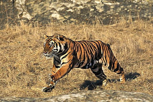 属虎人牛年财运如何，虎人牛年运势意味着什么？