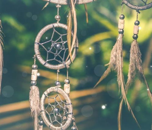 芸豆幻象全解析