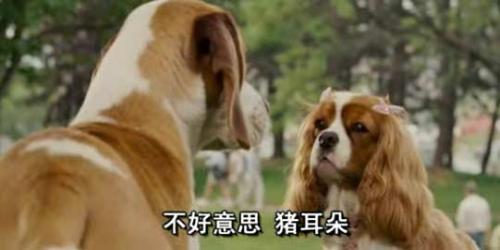 二、 选狗的标准就是这些！爱信不信！