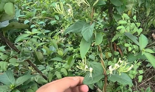 梦见怀孕时为何会和别人一起采摘金银花？