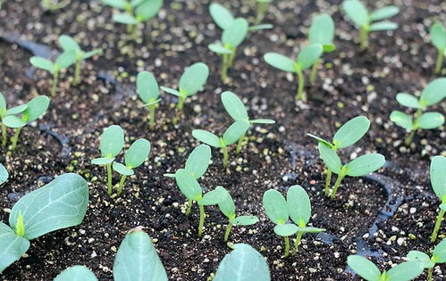 盘石桑苞是什么生肖？一生肖指的是什么？