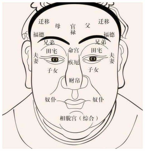 面相学中的鼻子与财运