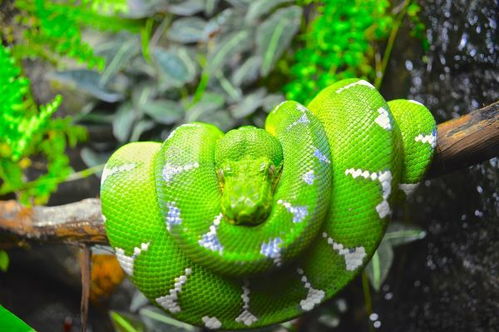 属蛇三合生肖手链和貔貅手链的含义是什么？