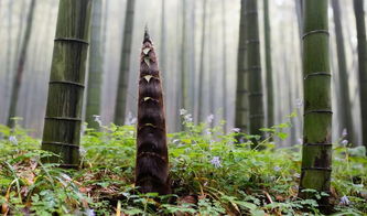 2形象符号学解读：空心竹象征虚妄无实