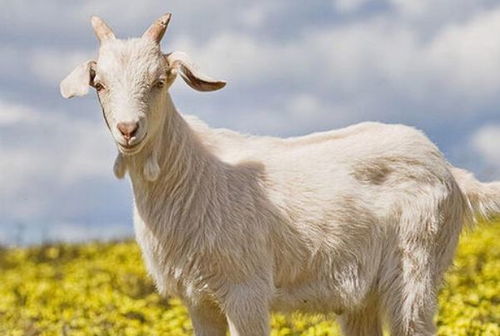 请问属羊的人是哪几年出生的，羊年具体是哪几年呢？