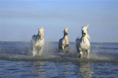 1990年出生的人属马，那么他们的五行纳音究竟是什么？