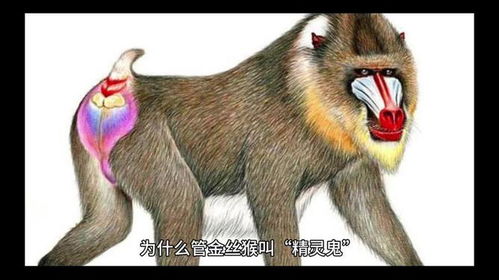 鬼的生肖和动物属性分别是什么？