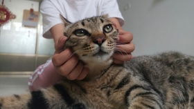 4. 糯米头发封存法