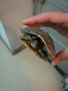 乌龟风水愿意放水吗，这种Zuo法是否适宜于家居风水布局？