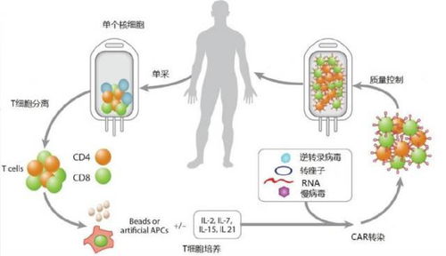 四、  “见”法疗法的应用：美食、音乐与身体调理