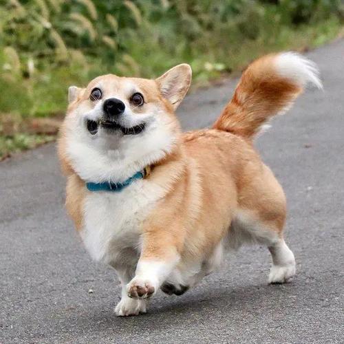 常州柯基小镇：短腿犬的天堂