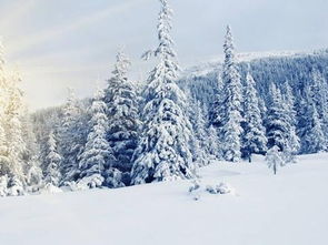 周公解梦：Zuo梦下雪了是什么预兆或含义？