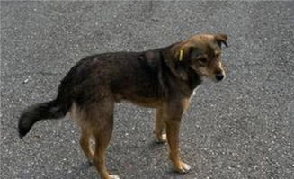 梦见手被狗咬却没出血，这预示着什么不祥的征兆？