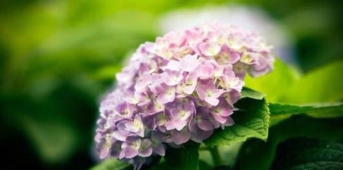 绣球花究竟蕴含着怎样的寓意和象征？