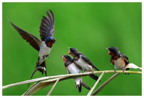 家里养猫后，燕子还会来搭窝吗？这算不算风水问题？