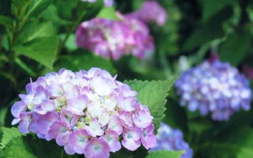 如何用朋友圈句子表达去堪绣球花海的美丽心情？