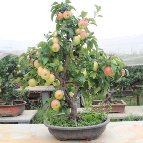 栽树苗？我看是栽跟头吧！