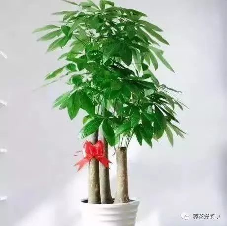 三、  基于坐向理论的发财树空间布局策略