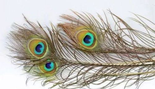 孔雀羽毛的风水作用与9根有何神秘联系？