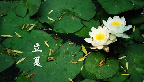 立秋时十二生肖转运，立冬立夏立春分别对应哪些生肖？