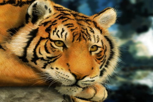 嗷呜~属虎小公主取名大作战！