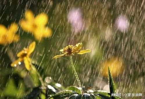 2.2 连续阴雨对心理状态与体质调适的不利因素