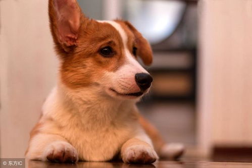 2026年属狗的人事业中会遇到哪些贵人？需要注意哪些事业问题？