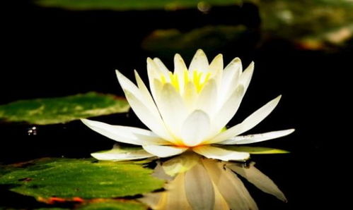 家中养睡莲有哪些风水意义和禁忌需要注意？