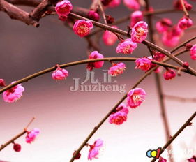 卧室拱门摆放腊梅对风水有影响吗？