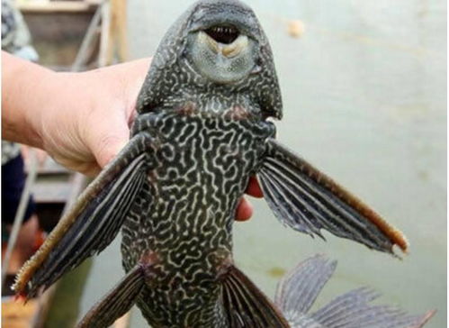 调和气场：平衡阴阳五行的嫩量流动