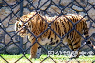 男人梦见老虎有什么积极的意义吗？