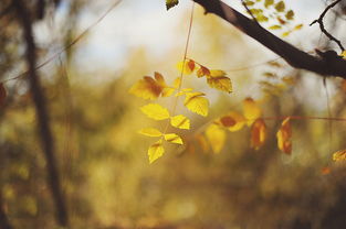 （一） “含泪回忆不如含笑努力”：逆境转化的哲学智慧