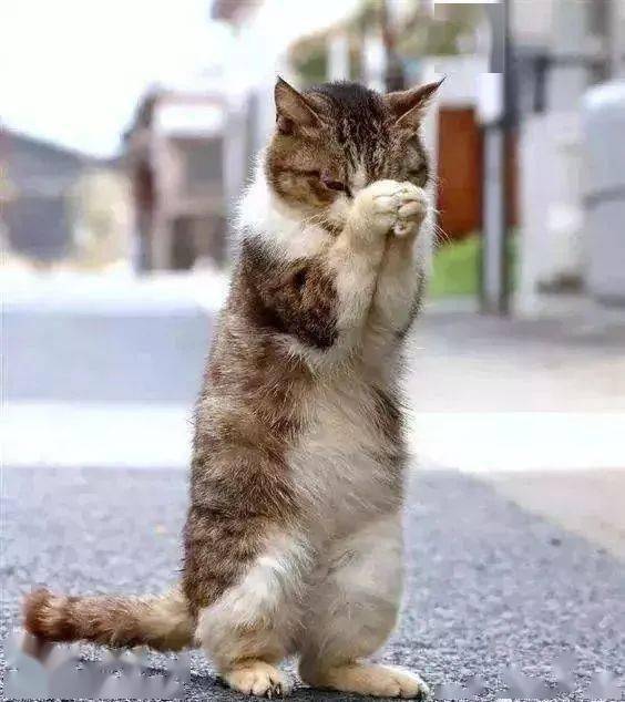 这玩意儿在哪儿猫着呢？