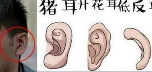 耳朵高就志向高？那驴子应该统治世界了